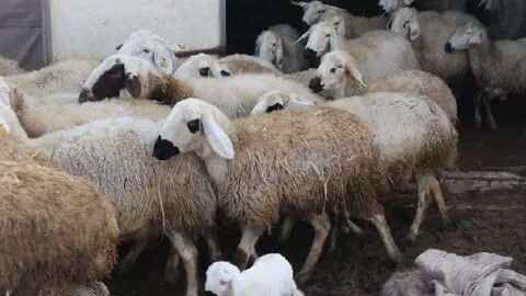 Halil Usta Kurbancılık